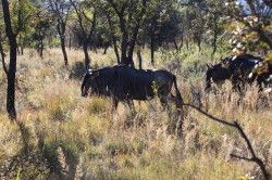 Shibula - ochtend safari; Wildebeest of Gnoe