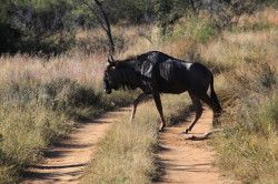 Shibula - ochtend safari; Wildebeest of Gnoe