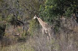 Shibula - ochtend safari; giraffe