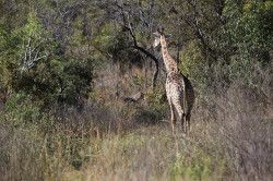 Shibula - ochtend safari; giraffe