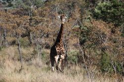 Shibula - ochtend safari; giraffe