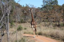 Shibula - ochtend safari; giraffe
