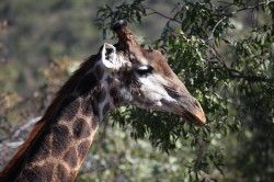 Shibula - ochtend safari; giraffe