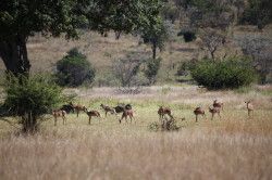 Shibula - terugweg; impala's