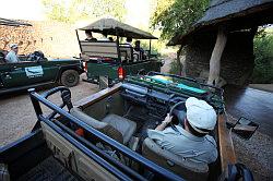 Madikwe - safari