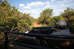 Madikwe - safari