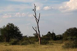 Madikwe - safari