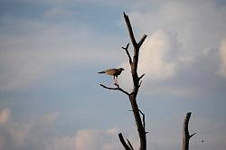 Madikwe - safari