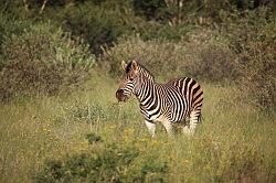 Madikwe - safari; zebra