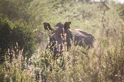 Madikwe - safari; een neushoorn, die zich verder niet laat zien