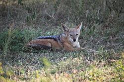 Madikwe - safari; jakhals