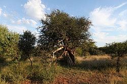 Madikwe - safari