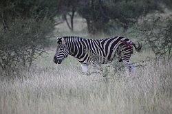 Madikwe - safari; zebra