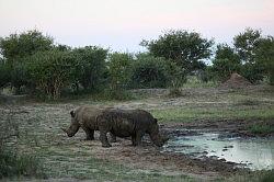 Madikwe - safari; neushoorns in het avondlicht