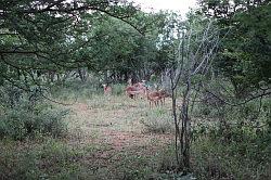 Madikwe