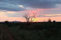 Madikwe - safari; de zon is nog niet echt op
