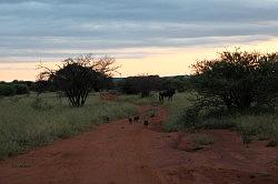 Madikwe - safari