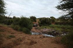 Madikwe - safari