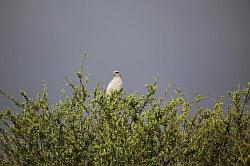 Madikwe