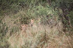 Madikwe - safari; leeuwen