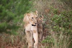 Madikwe - safari; leeuw