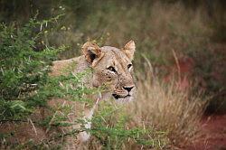 Madikwe - safari; leeuw