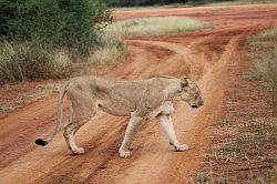 Madikwe - safari; leeuw