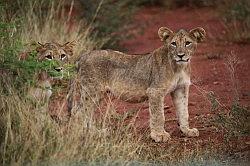 Madikwe - safari; jonge leeuwtjes