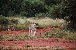 Madikwe - safari; leeuwen