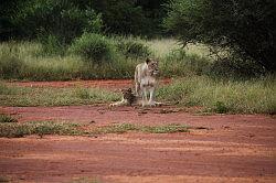 Madikwe - safari; leeuwen