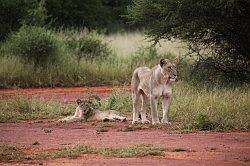 Madikwe - safari; leeuwen