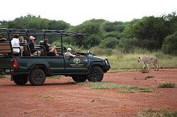 Madikwe - safari; wie kijkt en nu naar wie