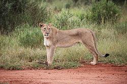 Madikwe - safari; leeuw