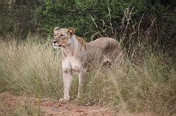 Madikwe - safari; leeuw
