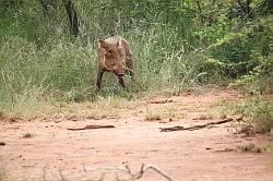 Madikwe - safari; wrattenzwijn