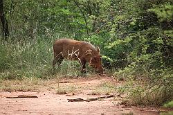 Madikwe - safari; wrattenzwijn