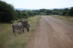 Madikwe - safari; zebra's