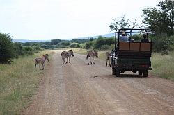 Madikwe - safari; zebra's