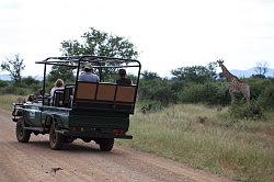 Madikwe - safari; giraffen