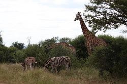 Madikwe - safari; giraffen