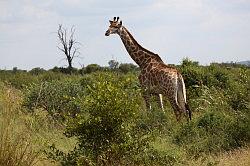 Madikwe - safari; giraffe