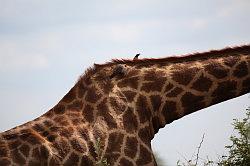 Madikwe - safari; giraffe met vogeltjes die de vacht schoonmaken