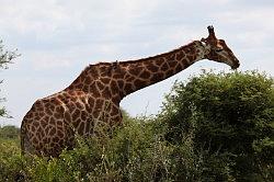 Madikwe - safari; giraffe