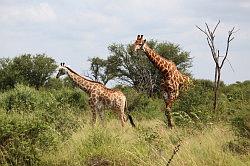 Madikwe - safari; giraffen