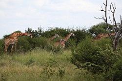 Madikwe - safari; giraffen