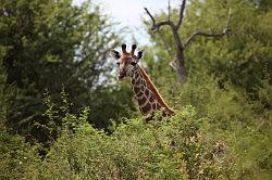 Madikwe - safari; giraffe