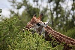 Madikwe - safari; giraffe
