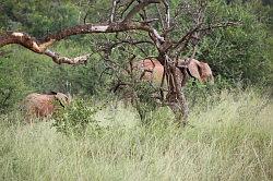 Madikwe - safari; olifant met jong