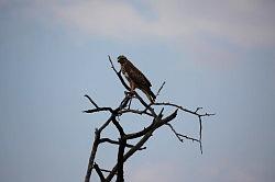 Madikwe - safari