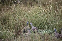 Madikwe - safari